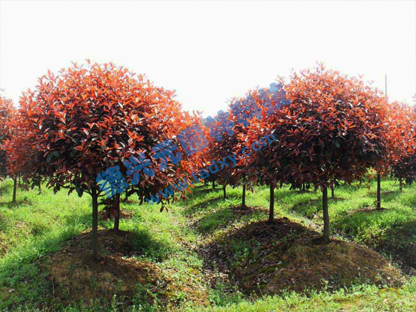 �c���鿴Ԕ����Ϣ���}���t�~ʯ骘� ��x�Δ���2617