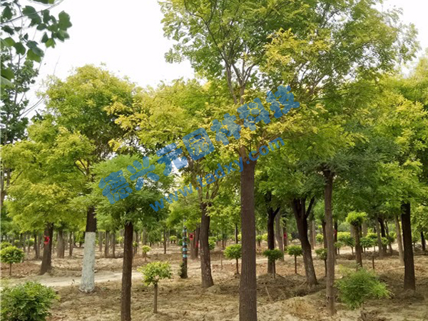 �c���鿴Ԕ����Ϣ���}�����~�� ��x�Δ�(sh��)��2250