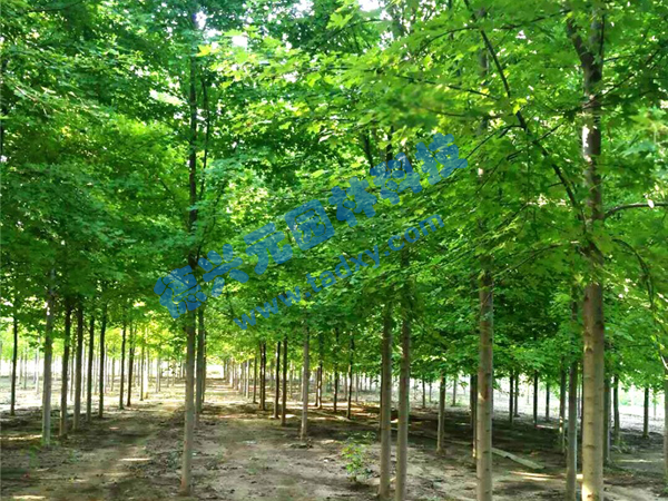 �c���鿴Ԕ����Ϣ���}�������t�� ��x�Δ�(sh��)��1980