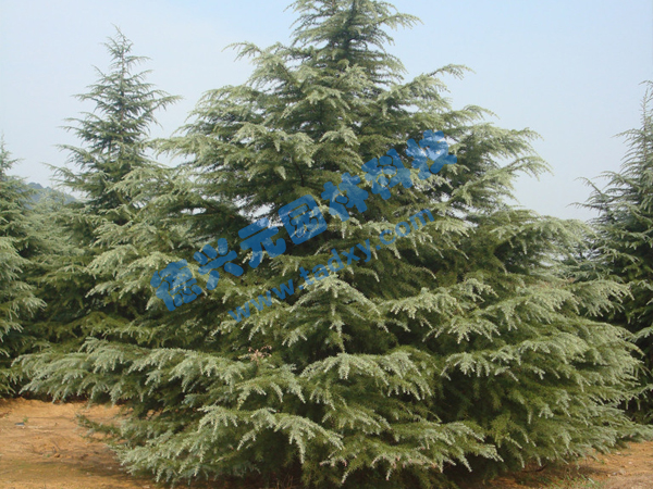 �c���鿴Ԕ����Ϣ���}��ѩ�� ��x�Δ�(sh��)��1882