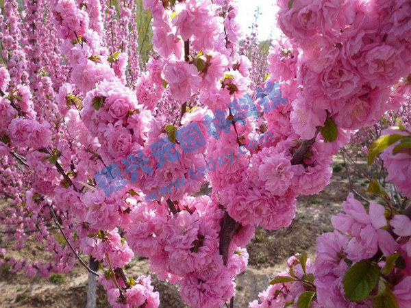 �c���鿴Ԕ����Ϣ���}���ѻ� ��x�Δ�(sh��)��1926